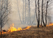 Burning forest