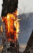 Photo: Burning tree in the forest Burning tree in the forest