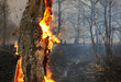 Burning tree