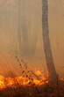 Photo: Burning trees in the forest Burning trees in the forest