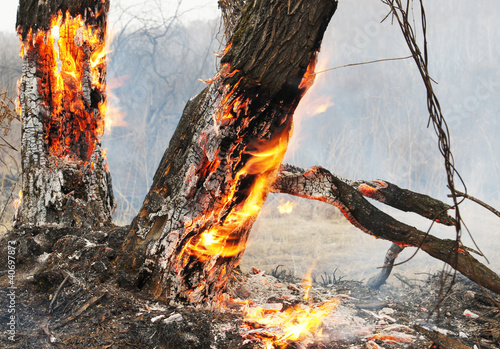 Photo: Burning trees in the forest Burning trees in the forest