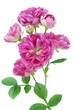 pink flower macro pink flower macro