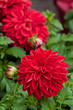 Dahlia flower