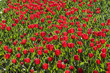 Tulpenbeet