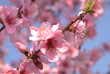 fiori di pesco