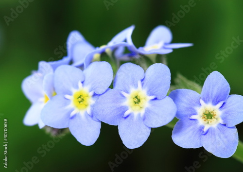 Photo: 勿忘草Myosotis_Forget-me-not 勿忘草Myosotis_Forget-me-not