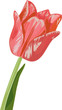 red tulip isolated on white