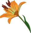 orange lily isolted on white