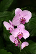 Orchids