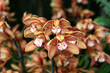 Orchids