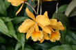 Orchids