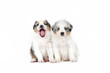 Two australian shepherd dog puppies Two australian shepherd dog puppies