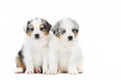 Two australian shepherd dog puppies Two australian shepherd dog puppies