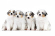 Four australian shepherd puppies on the white background Four australian shepherd puppies on the white background