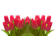 canvas print picture - Tulpen,Hintergrund