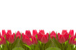 Tulpen,Hintergrund