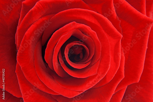 Photo: macro of red rose macro of red rose