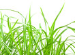 A fényképek részletei herbe, Cyperus rotundus, oumine, zoumine