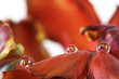 Water drops