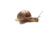 slug - lumaca