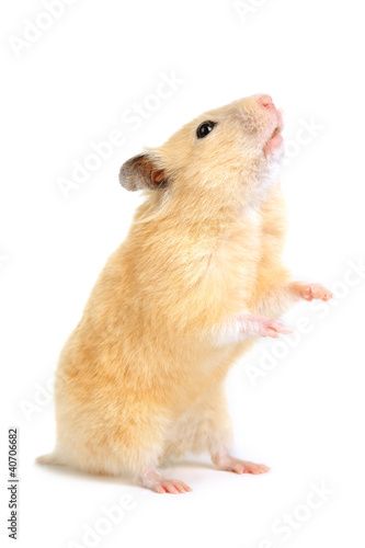 Foto: Hamster Hamster