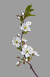 Spring Branch