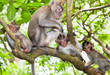 Foto: Sacred monkey Forest in Ubud, Bali Sacred monkey Forest in Ubud, Bali