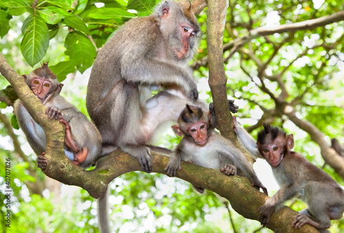Foto: Sacred monkey Forest in Ubud, Bali Sacred monkey Forest in Ubud, Bali