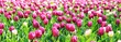 Blühende Tulpen