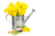 daffodils