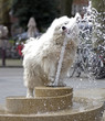 thirsty samoyed dog