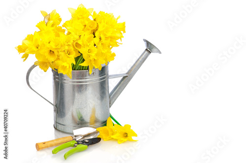 Foto: daffodils daffodils