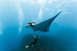 Manta and photographer on the reef Manta and photographer on the reef