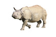 Rhinocéros