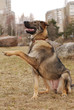 The dog submits a paw The dog submits a paw