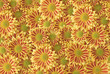 Flowering Gazania Flowering Gazania