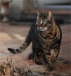 Photo en ligne au meilleur prix le chat