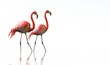Photo en ligne au meilleur prix flamands roses