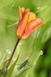 Photo: la tulipe la tulipe