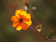 Photo en ligne au meilleur prix faune & flore