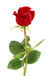 Red rose