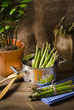 green Asparagus