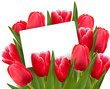 Red tulips and blank of card Vector Red tulips and blank of card Vector