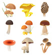 edible mushrooms