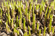 grass