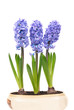 Blue hyacinthes Blue hyacinthes