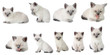 set the British kittens, isolated.