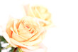 Yellow roses with green leaves on white background