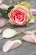 Foto: Rose with rose petals Rose with rose petals