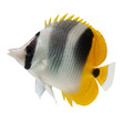 Photo: marine fish butterflyfish reef fish on white background marine fish butterflyfish reef fish on white background